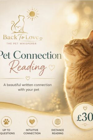 Pet Connection Reading